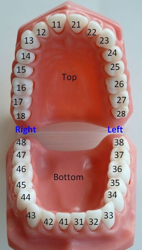 Стоматология Номера Зубов Фото